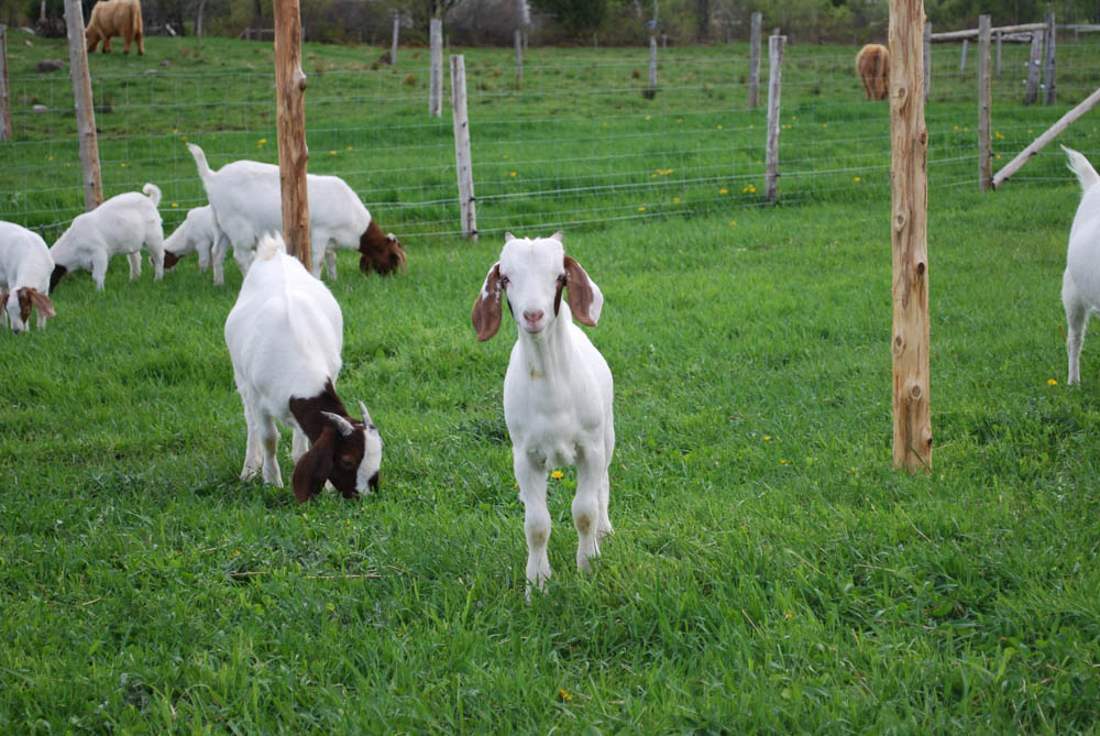 Ferme Au pied levé: Magog