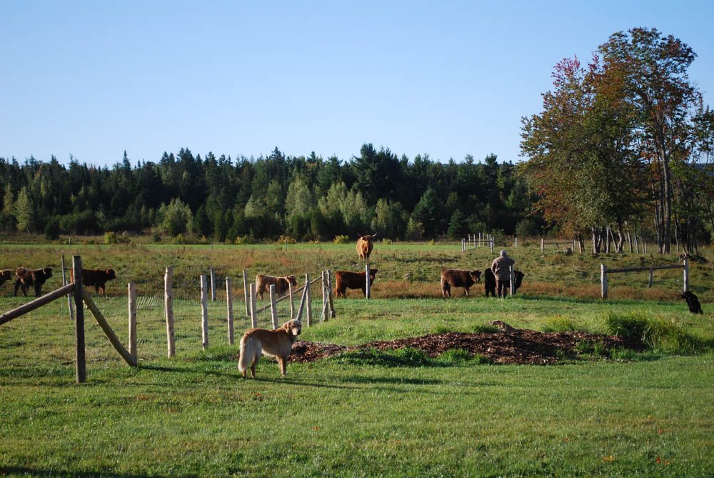 Ferme Au pied levé: Magog