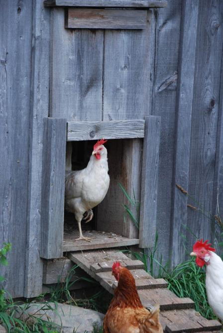 Ferme Au pied levé: Magog