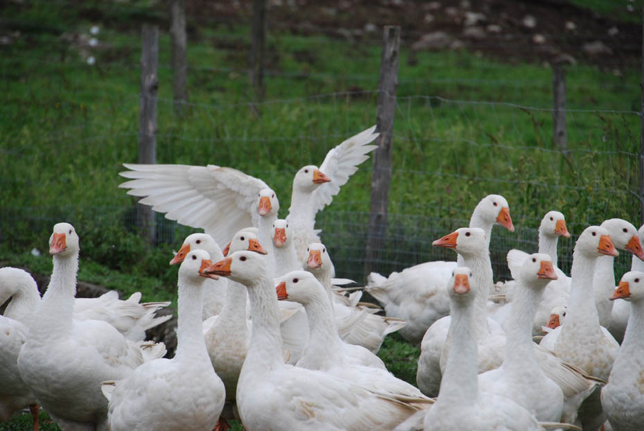 Ferme Au pied levé: Magog