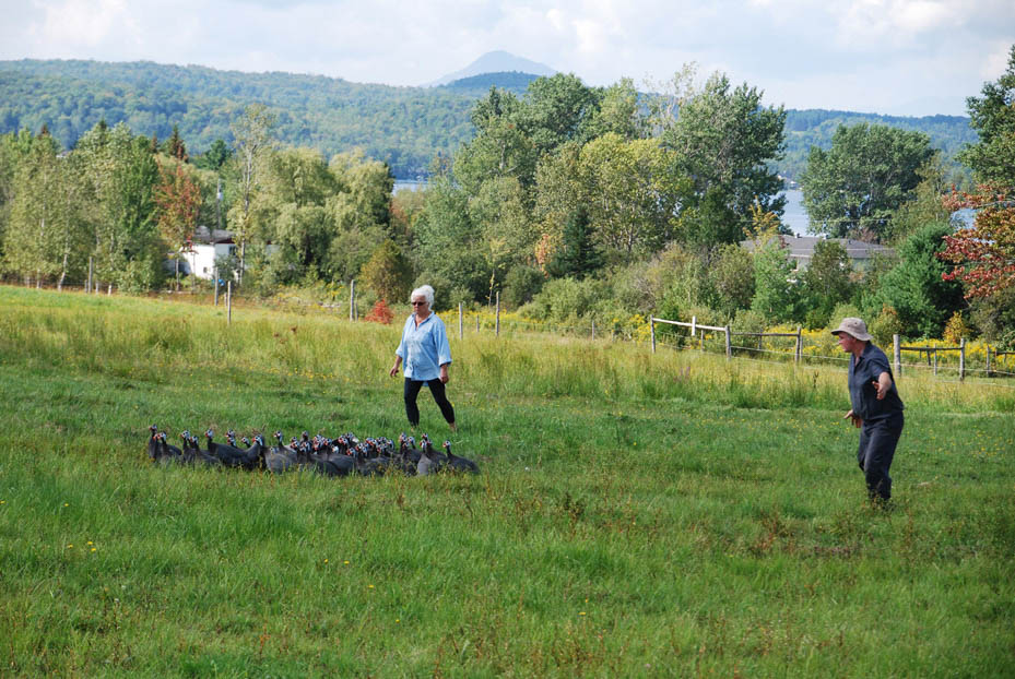 Ferme Au pied levé: Magog