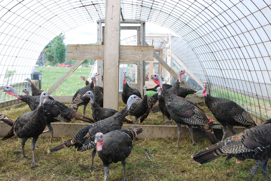 Ferme Au pied levé: Magog