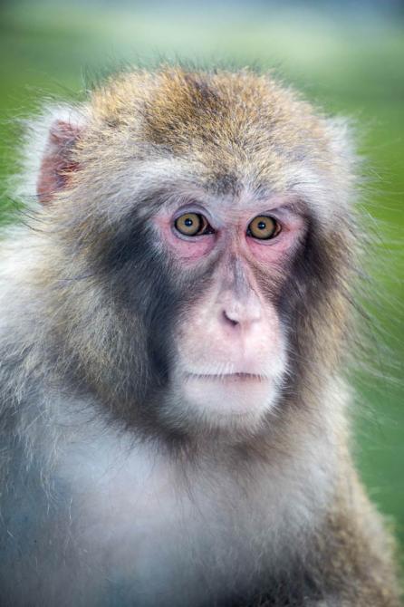 Zoo de Granby: Granby