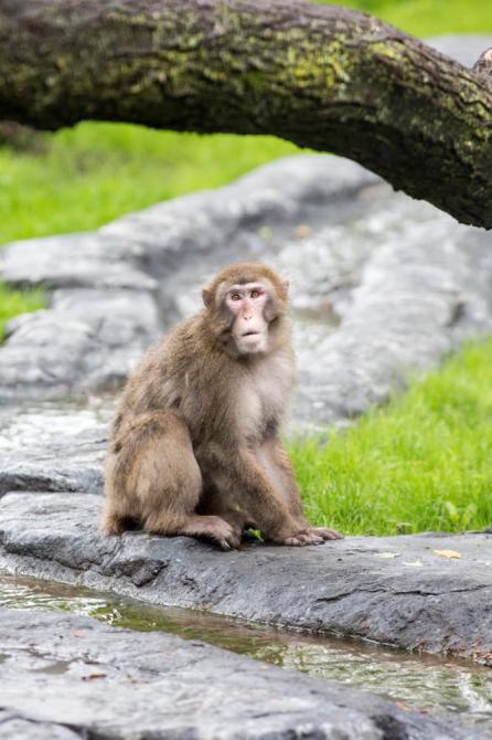 Zoo de Granby: Granby