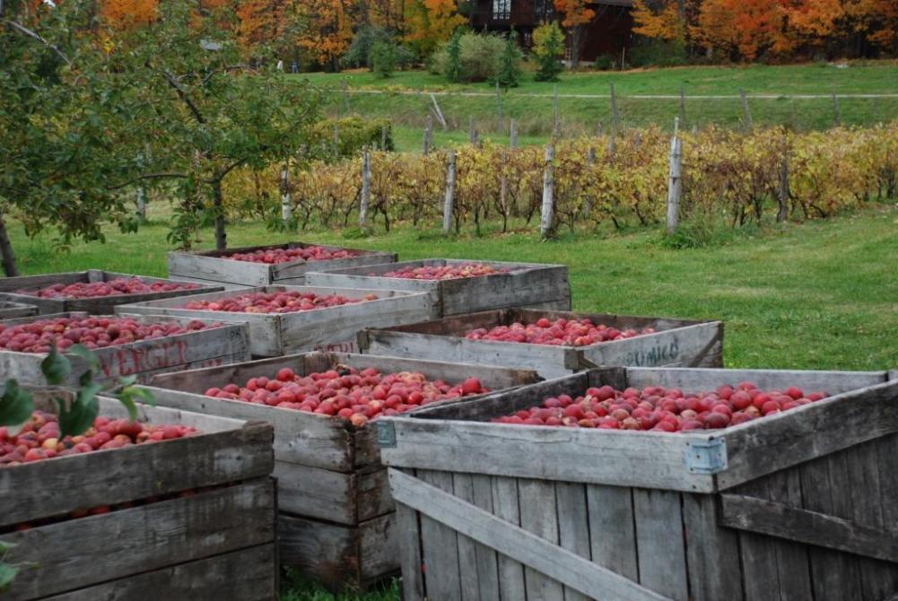 apples in autumn scene: