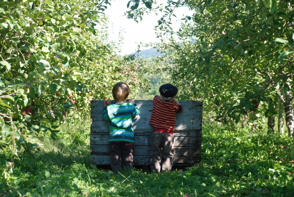 Apple orchard: