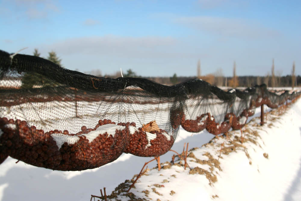 Vignoble de l'Orpailleur - ÉCONOMUSÉE de la Vigne et du Vin: Dunham
