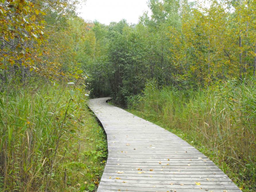 The Marais Réal-D.-Carbonneau: Experience the soothing music of Mother Nature. 5 minutes from downtown Sherbrooke, the Marais Réal-D.-Carbonneau offers nature and all its wonders. 