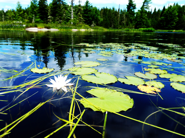Barbue lake - Parc national de Frontenac: ©Jean Massé