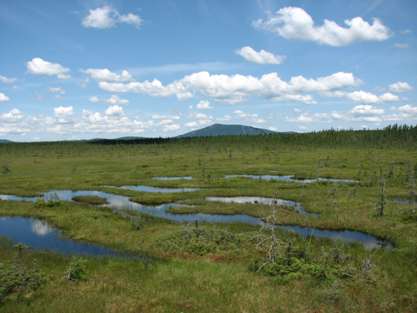 La Tourbière - Parc national de Frontenac: ©Claire Fiola
