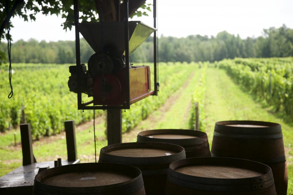 Vignoble Les Pervenches: Farnham, Brome-Missisquoi