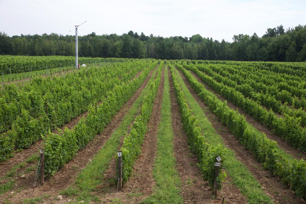 Vignoble Les Pervenches: Farnham, Brome-Missisquoi