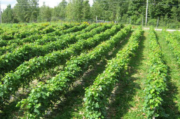 École du 3e rang, vignoble et cidrerie: