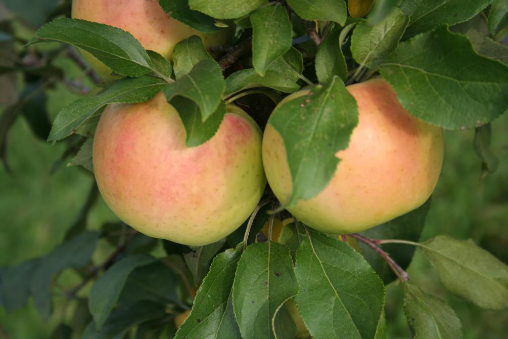 Le Gros Pierre Orchard: Compton