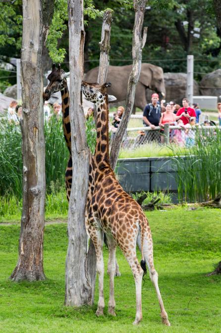 Zoo de Granby: Granby