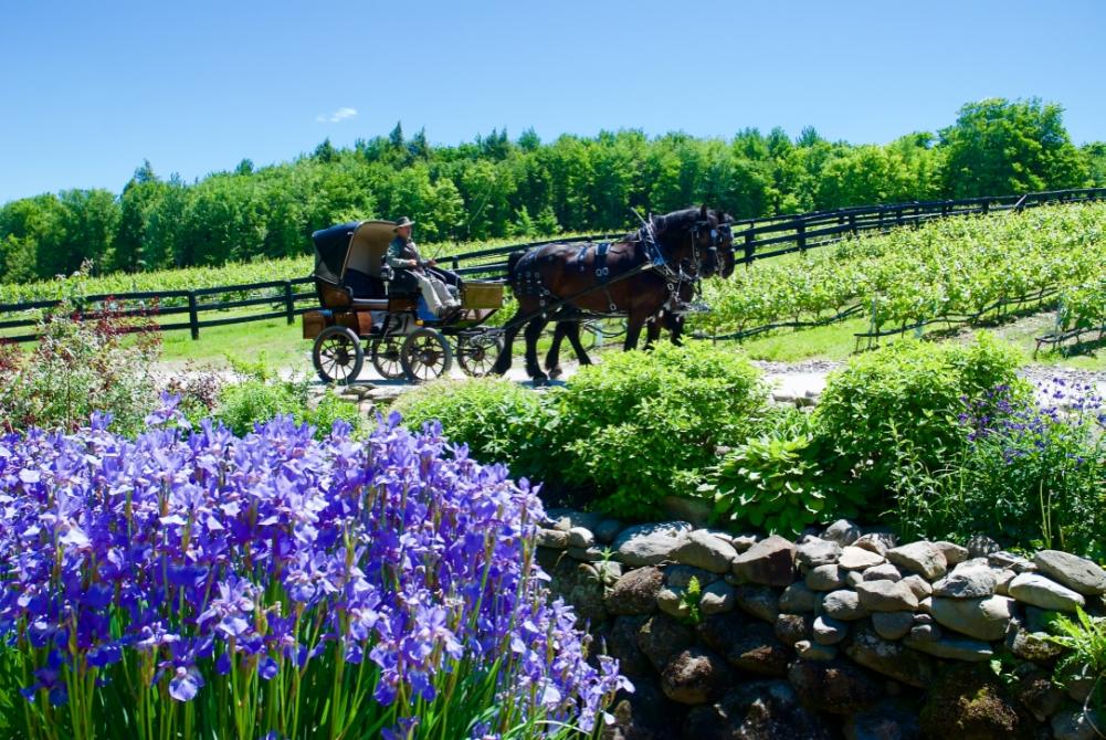 Le Vignoble du Ruisseau: Vineyard and sugar shacks in Dunham