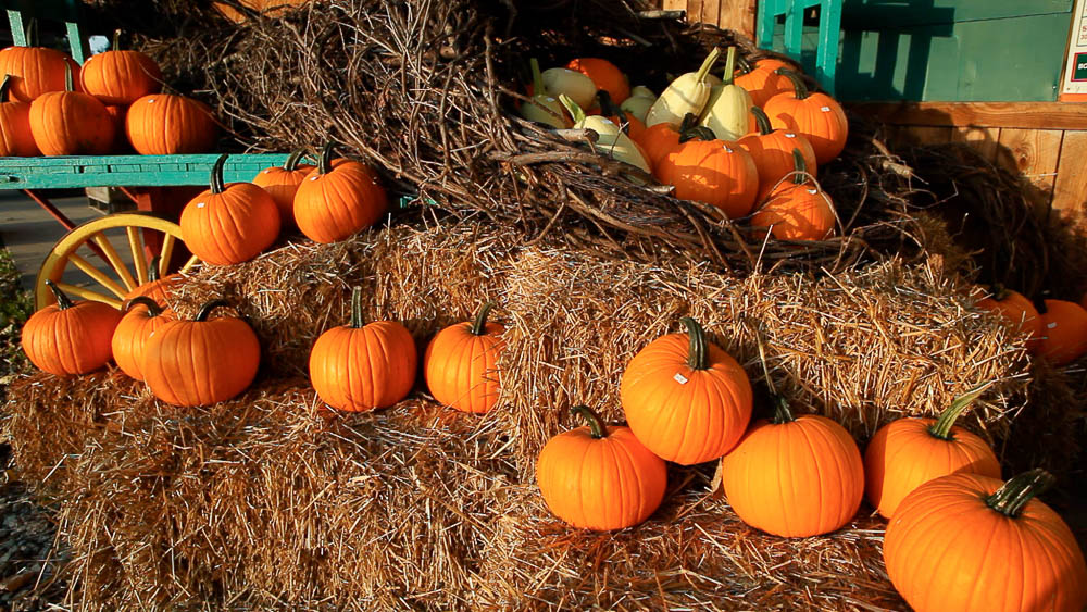 Foire aux citrouilles: Foire aux citrouilles