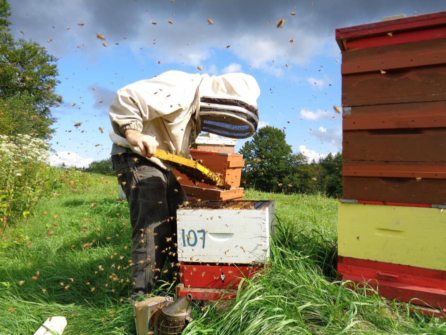 Ferme Api M.D.: Honey producer, Mansonville (Canton de Potton)