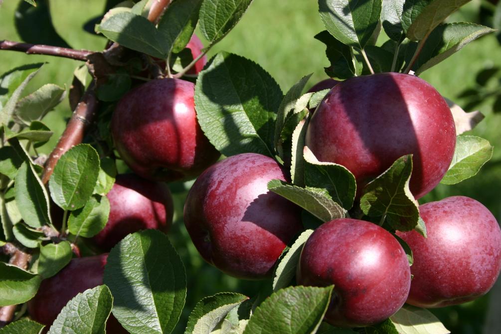 Abbaye de Saint-Benoît-du-Lac: Orchard