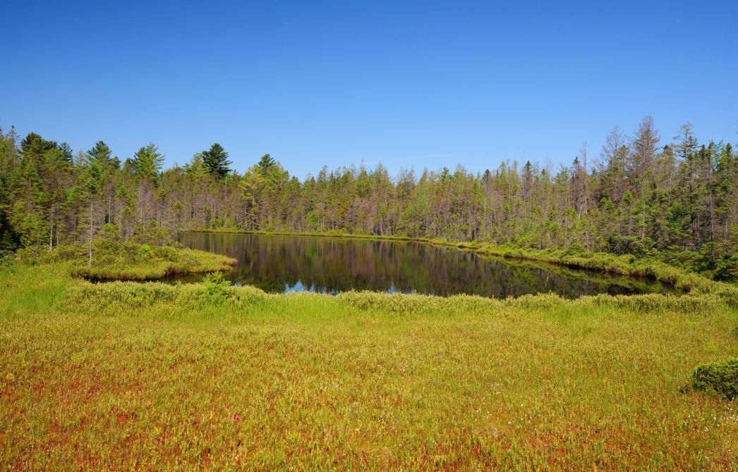 Sentier de l'Étang: Parc écoforestier de Johnville