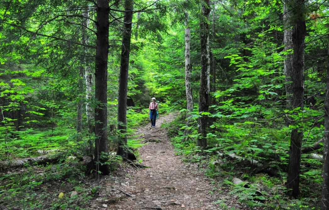 Sentier de la Faune: Parc écoforestier de Johnville