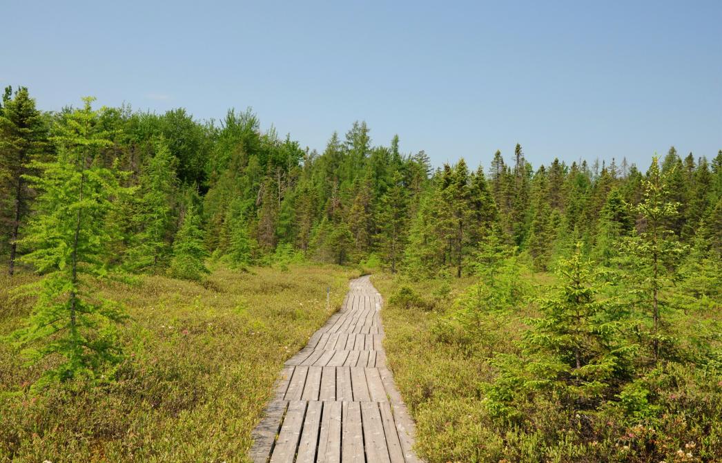 Sentier de la Tourbière: Parc écoforestier de Johnville