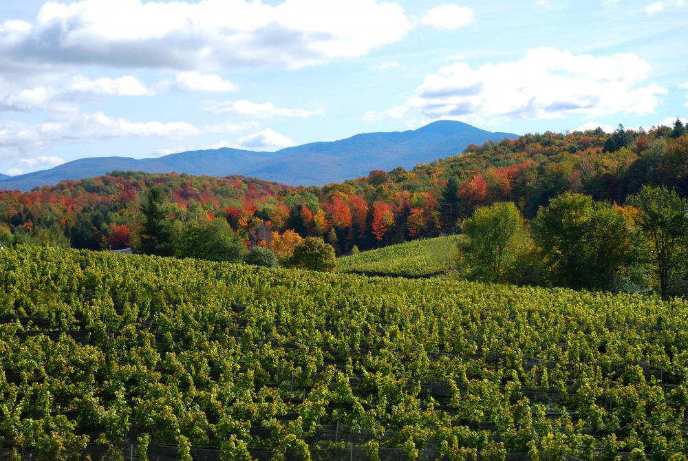 Le Vignoble du Ruisseau: Dunham, Brome-Missisquoi