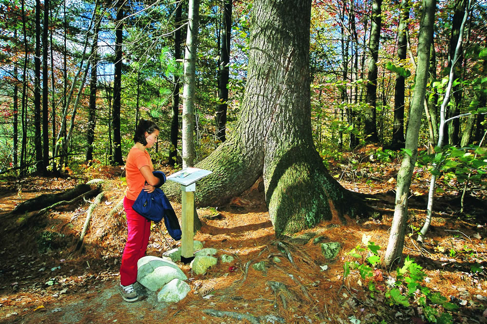 Sentier de l'Étang-Fer-de-Lance © Jean-Pierre Huard: Parc national du Mont-Orford