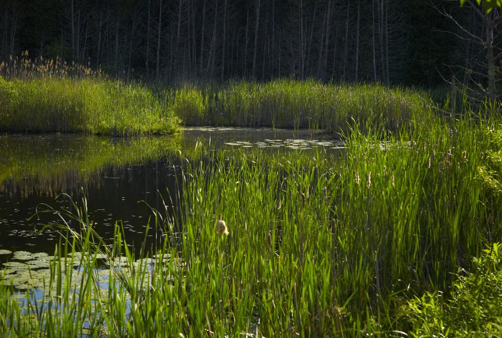 Sentier des Étangs: L'Association du Marais-de-la-Rivière-aux-Cerises