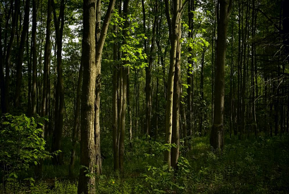 Sentier du Gros Pin: L'Association du Marais-de-la-Rivière-aux-Cerises