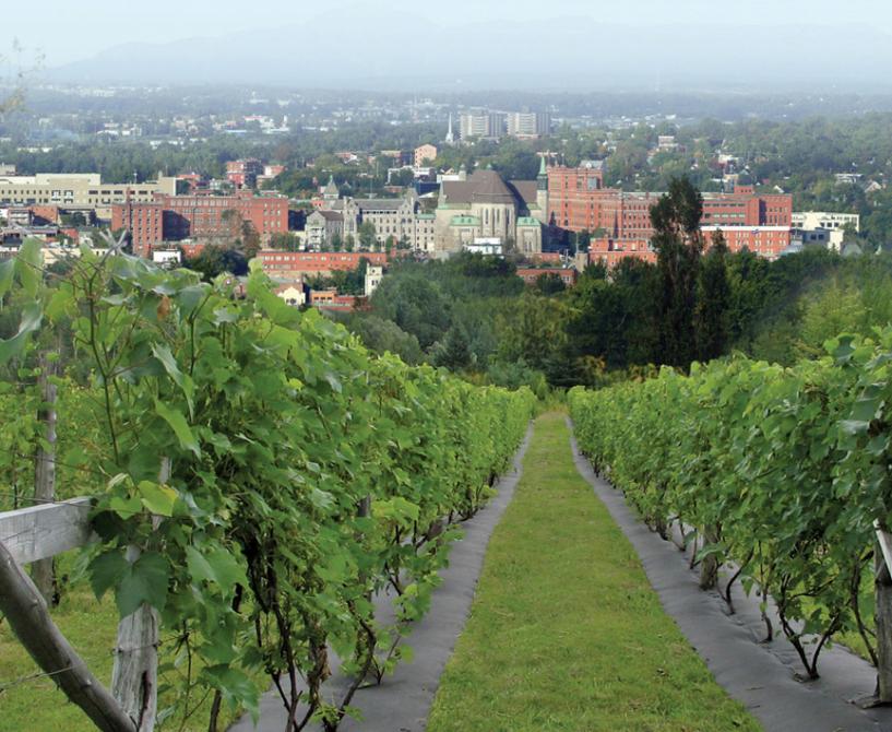 La Halte des Pèlerins: Vineyard, Sherbrooke