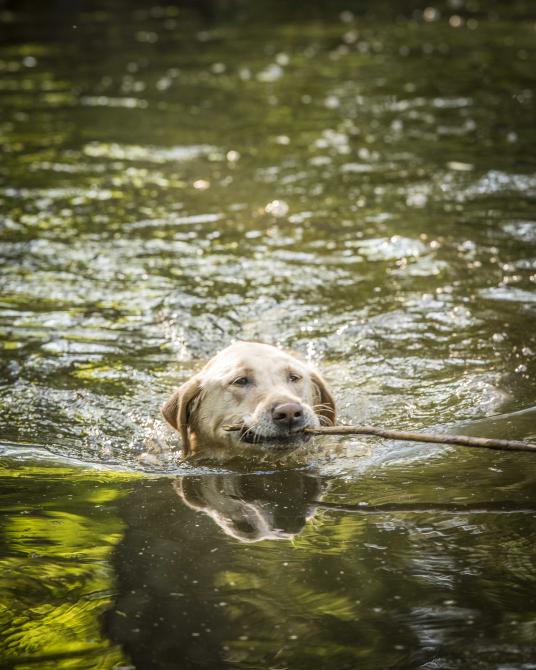 Dogs accepted: Dog park and lake for dogs