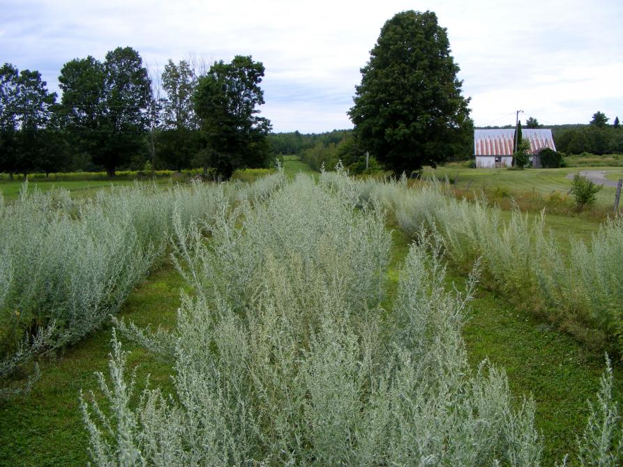 Absintherie des Cantons: Granby