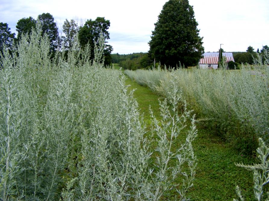 Absintherie des Cantons: Granby