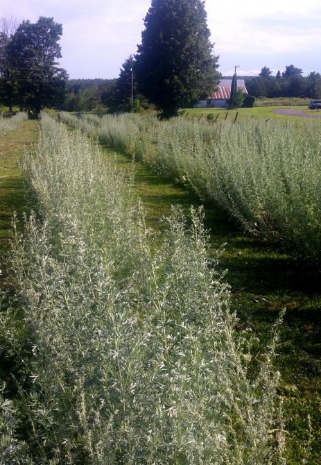 Absintherie des Cantons: Granby