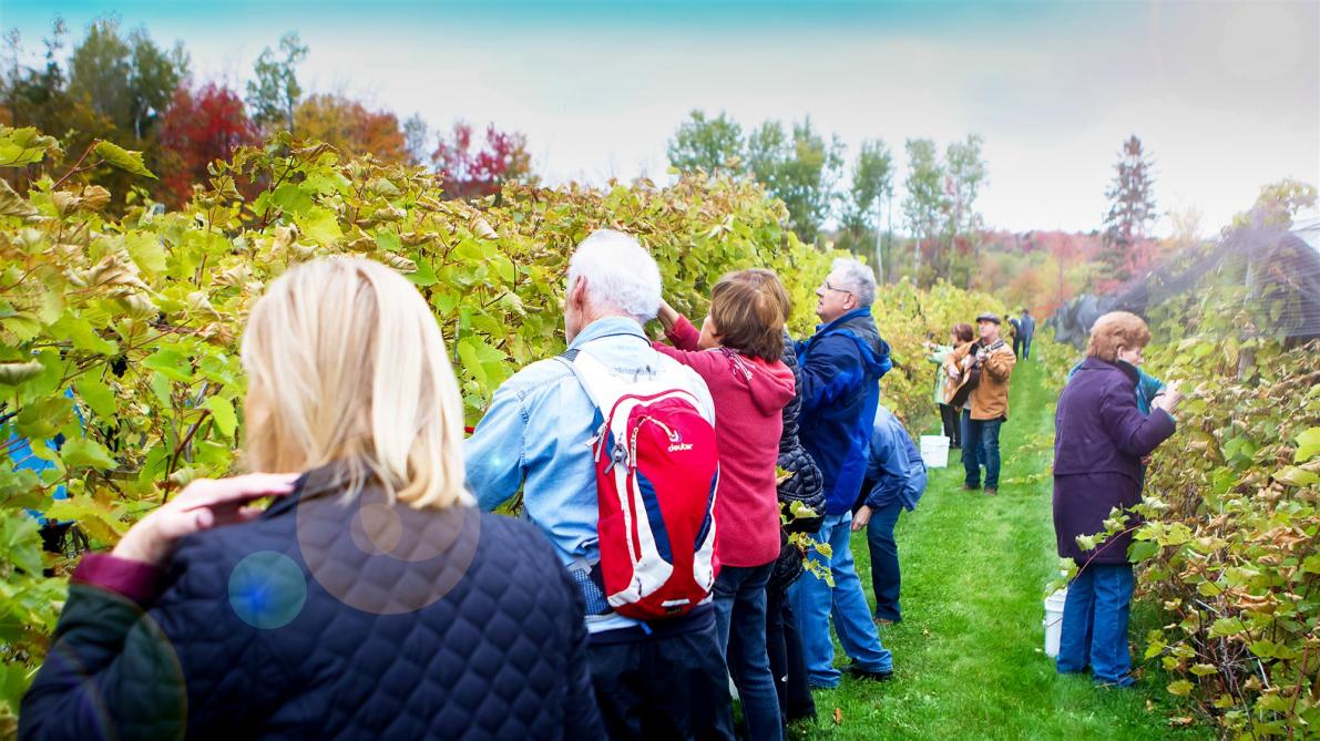 La Halte des Pèlerins: Vignoble, Sherbrooke