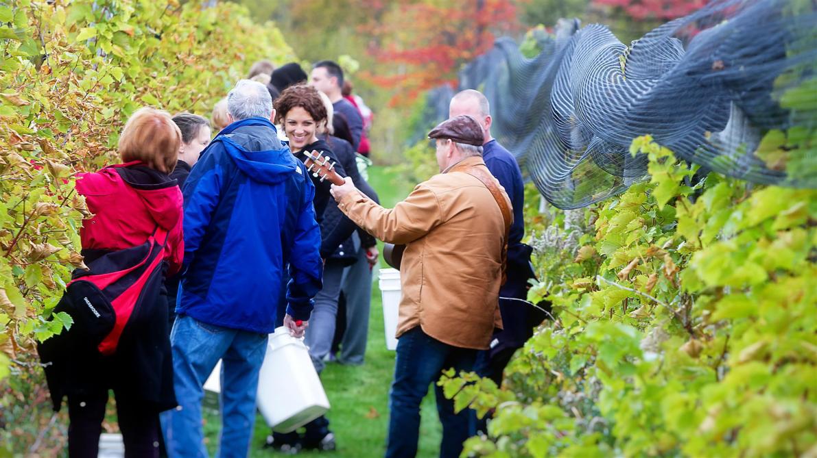 La Halte des Pèlerins: Vignoble, Sherbrooke