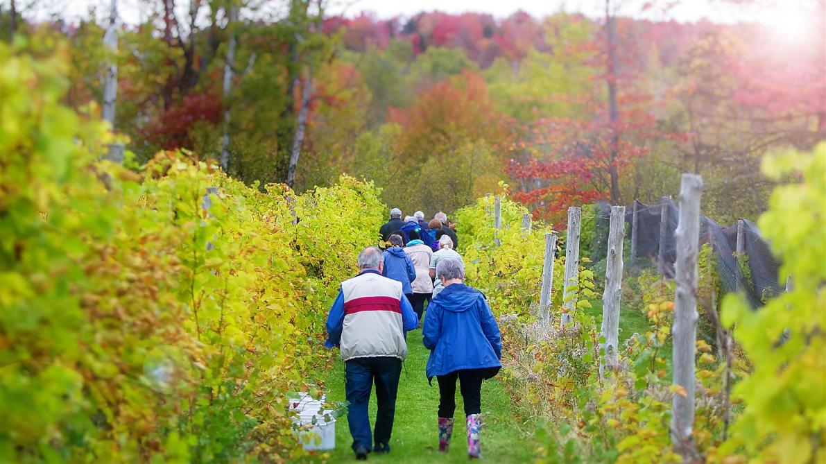 La Halte des Pèlerins: Vignoble, Sherbrooke