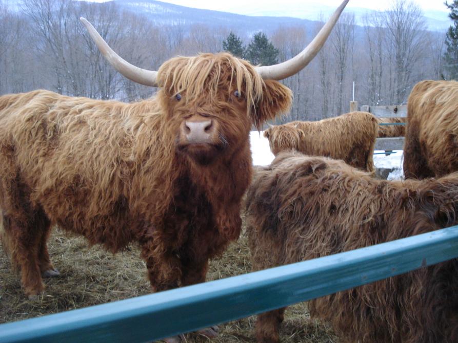 Au Diable Vert « Station de montagne »: Sutton
