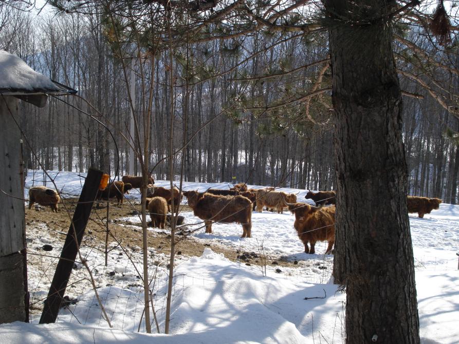 Au Diable Vert « Station de montagne »: Sutton