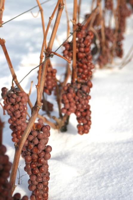 Vignoble de l'Orpailleur - ÉCONOMUSÉE de la Vigne et du Vin: Dunham