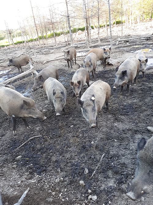 La Ferme Renaissance: Weedon