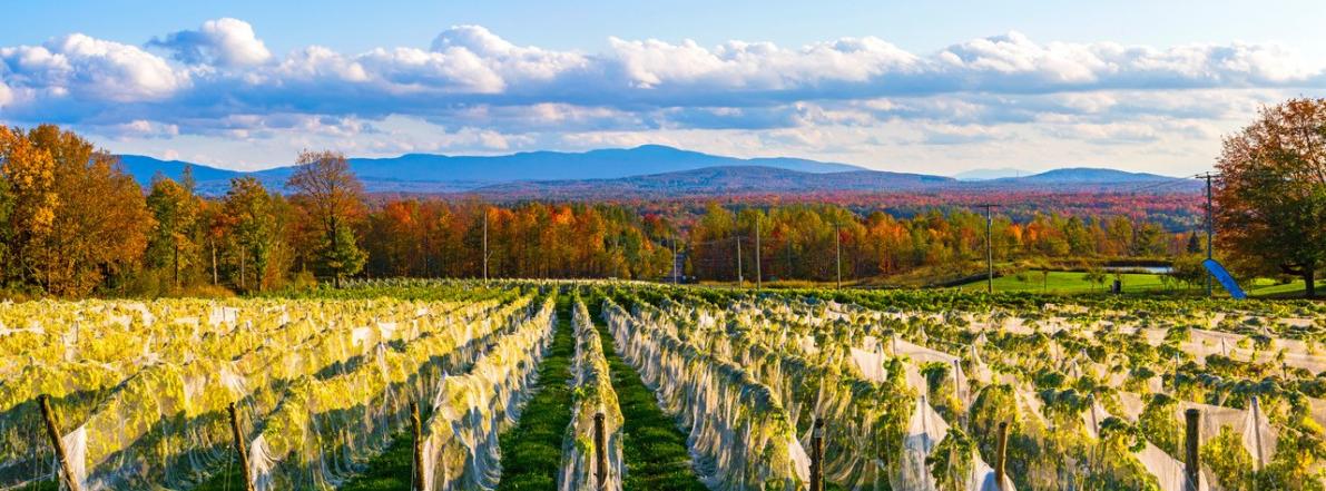 La Belle Alliance, vignoble, ©David Chapman: