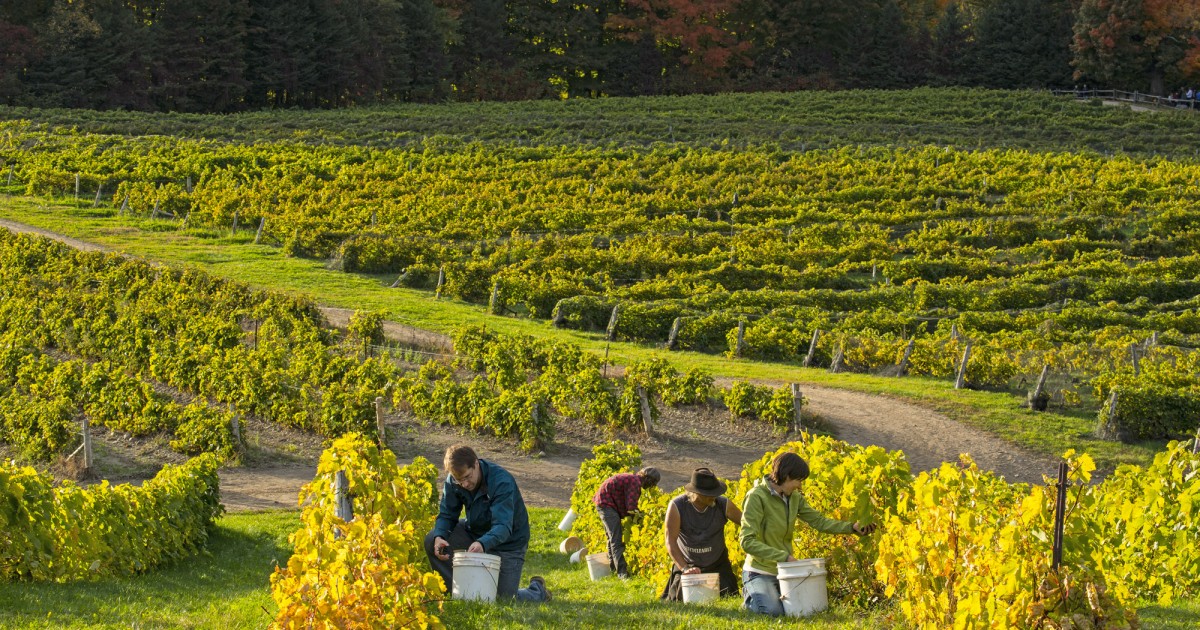The BromeMissisquoi Wine Route Harvest Dunham Eastern Townships