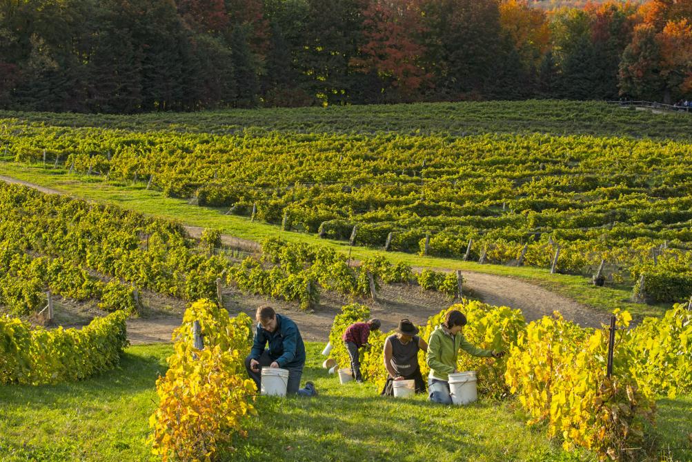The Brome-Missisquoi Wine route harvest: ©Jean-François Bergeron
