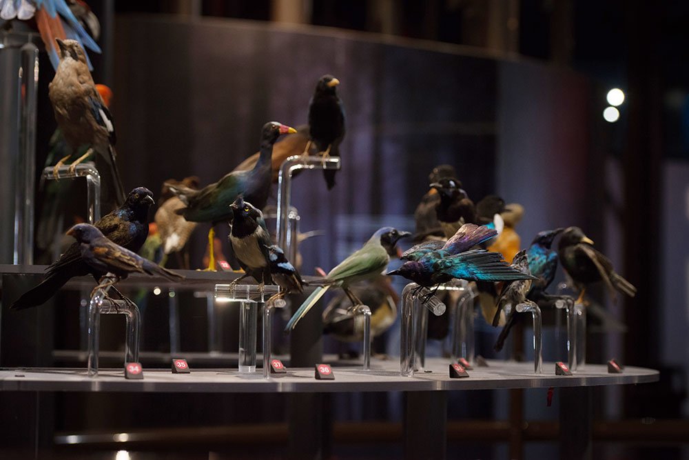 Musée de la nature et des sciences de Sherbrooke: Sherbrooke