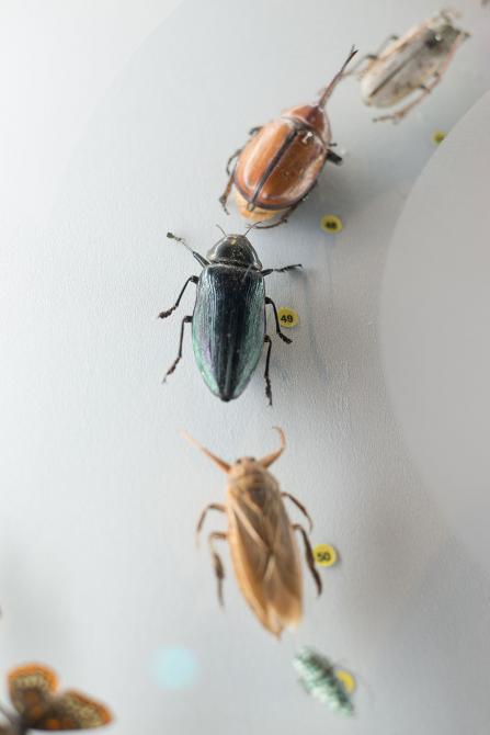 Musée de la nature et des sciences de Sherbrooke: Sherbrooke