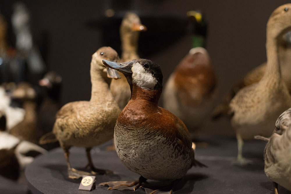 Musée de la nature et des sciences de Sherbrooke: Sherbrooke