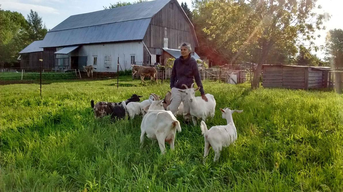 Nicola and the goats: Our pasture, goats, the barn and our cheesemaker.