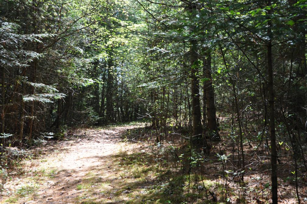 Étang Boisvert: Walking path in the woods